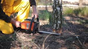 Best Arborist Consultation Services  in Charlotte Hall, MD
